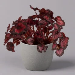 Blattbegonie 'Inca Night', Topf-Ø 12 Cm, Höhe Ca. 25 Cm, 3er-Set -Lechij Verkaufe 0210900312 Blattbegonie Inca Night 3er Set 2