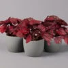 Blattbegonie 'Inca Flame', Topf-Ø 12 Cm, Höhe Ca. 25 Cm, 3er-Set -Lechij Verkaufe 0210900313 Blattbegonie Inca Flame 3er Set neu 1