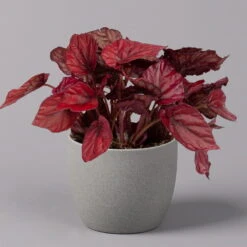 Blattbegonie 'Inca Flame', Topf-Ø 12 Cm, Höhe Ca. 25 Cm, 3er-Set -Lechij Verkaufe 0210900313 Blattbegonie Inca Flame 3er Set neu 2