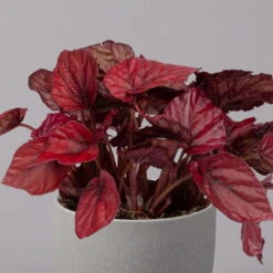 Blattbegonie 'Inca Flame', Topf-Ø 12 Cm, Höhe Ca. 25 Cm, 3er-Set -Lechij Verkaufe 0210900313 Blattbegonie Inca Flame 3er Set neu 3