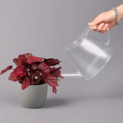 Blattbegonie 'Inca Flame', Topf-Ø 12 Cm, Höhe Ca. 25 Cm, 3er-Set -Lechij Verkaufe 0210900313 Blattbegonie Inca Flame 3er Set neu 4