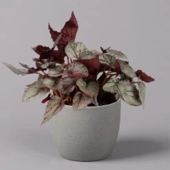 Blattbegonie 'Maori Haze', Topf-Ø 12 Cm, Höhe Ca. 25 Cm, 3er-Set -Lechij Verkaufe 0210900314 Blattbegonie Maori Haze 3er Set 2