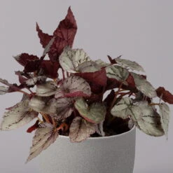 Blattbegonie 'Maori Haze', Topf-Ø 12 Cm, Höhe Ca. 25 Cm, 3er-Set -Lechij Verkaufe 0210900314 Blattbegonie Maori Haze 3er Set 3