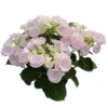 Hortensie Hovaria® 'Hobella', Rosa, Topf-Ø 14 Cm, Höhe Ca. 35 Cm
