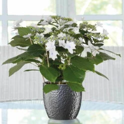 Hortensie Hovaria® 'Feuerwerk', Weiß, Topf-Ø 14 Cm, Höhe Ca. 35 Cm