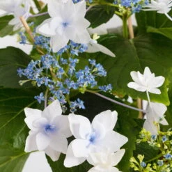 Hortensie Hovaria® 'Feuerwerk', Weiß, Topf-Ø 14 Cm, Höhe Ca. 35 Cm -Lechij Verkaufe 0211200112 Hydrangea Hovaria Feuerwerk 14cm Topf H35cm weiss1