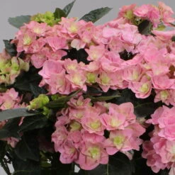 Hortensie 'Double Dutch', Rosa, Topf-Ø 14 Cm, Höhe Ca. 40 Cm -Lechij Verkaufe 0211200155 Hydrangea Double Dutch rosa 1 124862