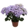 Hortensie 'Double Dutch', Blau, Topf-Ø 14 Cm, Höhe Ca. 40 Cm -Lechij Verkaufe 0211200156 Hydrangea Double Dutch blau
