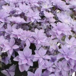 Hortensie 'Double Dutch', Blau, Topf-Ø 14 Cm, Höhe Ca. 40 Cm -Lechij Verkaufe 0211200156 Hydrangea Double Dutch blau 1 120627