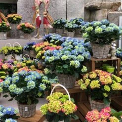 Hortensie 'Early Rosa', Busch, Rosa, Topf-Ø 23 Cm, Höhe Ca. 50 Cm -Lechij Verkaufe 021130 hydrangea