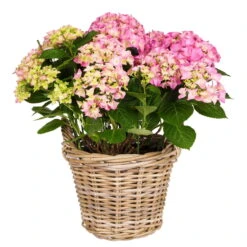 Hortensie 'Early Rosa', Busch, Rosa, Topf-Ø 23 Cm, Höhe Ca. 50 Cm -Lechij Verkaufe 0211300100 Hydrangea macro Early Rosa KB 24cm Topf3 2