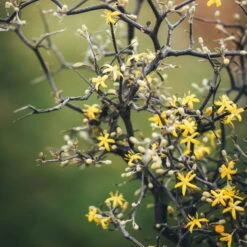 Zickzackstrauch, Topf-Ø 11 Cm, Höhe Ca. 20 Cm, 3er-Set -Lechij Verkaufe 0220108510 0220108511 0220108515 0220108516 0220108517 0220108518 0220108519 0220108520 Corokia 1 116837