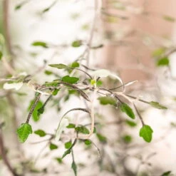 Zickzackstrauch, Topf-Ø 11 Cm, Höhe Ca. 20 Cm, 3er-Set -Lechij Verkaufe 0220108510 0220108511 0220108515 0220108516 0220108517 0220108518 0220108519 0220108520 Corokia 2 116838