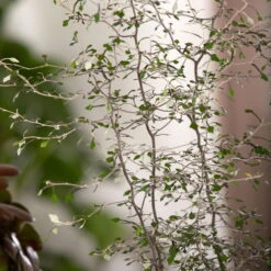 Zickzackstrauch, Topf-Ø 11 Cm, Höhe Ca. 20 Cm, 3er-Set -Lechij Verkaufe 0220108510 0220108511 0220108515 0220108516 0220108517 0220108518 0220108519 0220108520 Corokia 3 116836