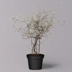 Zickzackstrauch, Topf-Ø 11 Cm, Höhe Ca. 20 Cm, 3er-Set -Lechij Verkaufe 0220108516 Corokia cotoneaster 2 119863