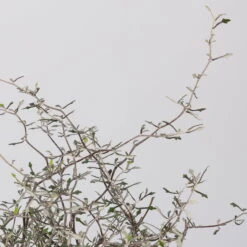 Zickzackstrauch, Topf-Ø 11 Cm, Höhe Ca. 20 Cm, 3er-Set -Lechij Verkaufe 0220108516 Corokia cotoneaster 1 117166