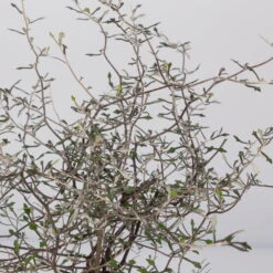 Zickzackstrauch, Topf-Ø 11 Cm, Höhe Ca. 20 Cm, 3er-Set -Lechij Verkaufe 0220108516 Corokia cotoneaster 8 117167