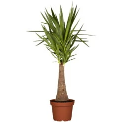 Palmlilie 'Maya Tree', Topf-Ø 24 Cm, Höhe Ca. 100 Cm -Lechij Verkaufe 0220850193 Yucca eleph Maya Tree 45 Stamm 24cm 100cm