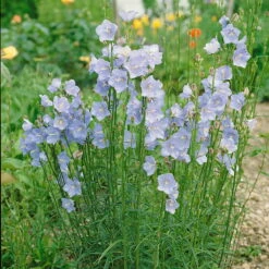 Bio Pfirsichblättrige Glockenblume Blau, Topf-Ø 11 Cm, 3er-Set -Lechij Verkaufe 0310100127 Campanula persicifolia blau Koelle 11 cm Topf blau 44385
