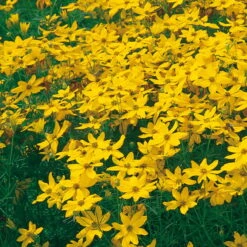Bio Mädchenauge 'Zagreb' Goldgelb, Topf-Ø 11 Cm, 3er-Set -Lechij Verkaufe 0310104376 Coreopsis verti Zagreb Koelles Beste 9 11er Topf gelb o 4783