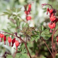 Bio Tränendes Herz 'Valentine' Rot, Topf-Ø 11 Cm, 3er-Set -Lechij Verkaufe 0310105664 Dicentra spectabilis Valentine Koelle 11 cm Topf rot 44401