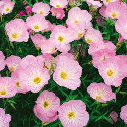 Bio Nachtkerze 'Siskiyou Pink' Rosa, Topf-Ø 11 Cm, 3er-Set -Lechij Verkaufe 0310105848 nachtkerze siskiyou rosa 11 cm topf web 42374