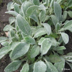 Bio Woll-Ziest 'Silver Carpet' Rosa-violett, Topf-Ø 11 Cm, 3er-Set -Lechij Verkaufe 0310106060 Stachys byzantina Silver Carpet Copyright 46510