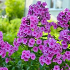 Bio Flammenblume 'Adessa® Rose Eye' Rosa, Topf-Ø 11 Cm, 3er-Set -Lechij Verkaufe 0310106928 Phlox Adessa Rose Eye Koelle 11cm Topf 67678