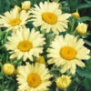 Bio Gelbe Margerite 'Banana Cream', Topf-Ø 11 Cm, 3er-Set -Lechij Verkaufe 0310106932 Leucanthemum x sup. Banana Cream Koelle 11 cm Topf gelb 44407