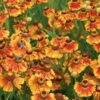 Bio Sonnenbraut 'Kokarde' Gelb-rot, Topf-Ø 11 Cm, 3er-Set -Lechij Verkaufe 0310107409 Helenium Kokarde 46342