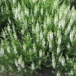 Bio Salvia Nemorosa 'Adrian' Weiß, Topf-Ø 11 Cm, 3er-Set -Lechij Verkaufe 0310107412 Salvia nemorosa Adrian Copyright 46511