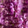 Bio Steppen-Salbei 'Amethyst' Violett, Topf-Ø 11 Cm, 3er-Set -Lechij Verkaufe 0310107560 Salvia nemorosa Amethyst 75683