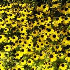 Bio Sonnenhut Gelb, Topf-Ø 11 Cm, 3er-Set