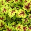 Heucherella 'Stoplight®', Topf-Ø 12 Cm, 3er-Set -Lechij Verkaufe 0310150103 KB Heucherella Stoplight 12erTopf hellgruen mitroterMitte Neu 03 39225