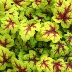 Heucherella 'Stoplight®', Topf-Ø 12 Cm, 3er-Set