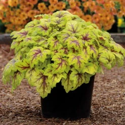 Heucherella 'Stoplight®', Topf-Ø 12 Cm, 3er-Set -Lechij Verkaufe 0310150103 KB Heucherella Stoplight 12erTopf hellgruen mitroterMitte Neu 39223
