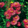 Bio Raublatt-Aster 'Alma Pötschke' Rosarot, Topf-Ø 12 Cm, 3er-Set -Lechij Verkaufe 0310500547 Aster novae angliae Alma Poetschke Koelles Beste 12er Topf rot o 4805