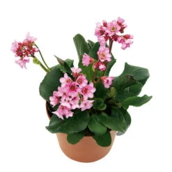 Bio Bergenie 'Rosenkristall' Rosa, Top-Ø 12 Cm, 3er-Set -Lechij Verkaufe 0310500981 Bergenia Rosenkristall Bluete 46346