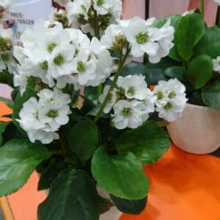 Bio Bergenie 'Schneekristall' Weiß, Topf-Ø 12 Cm, 3er-Set -Lechij Verkaufe 0310501005 Bergenia cord Schneekristall Koelle 12cm Topf reinweiss 71867