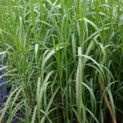 Bio Riesen-Chinaschilf, Topf 5 Liter -Lechij Verkaufe 0310600462 Miscanthus sin Giganteus Koelle Bio C 5L 3 95736