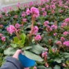 Bio Bergenie 'Rosenkristall' Rosa, Top-Ø 12 Cm, 3er-Set -Lechij Verkaufe 0319100240 bergenia cord. rosenkristall 5 121726