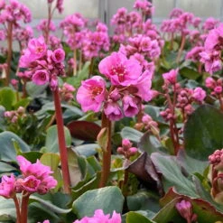 Bio Bergenie 'Rosenkristall' Rosa, Top-Ø 12 Cm, 3er-Set -Lechij Verkaufe 0319100240 bergenia cord. rosenkristall 6 121725