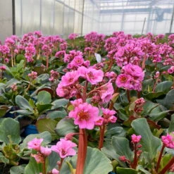 Bio Bergenie 'Rosenkristall' Rosa, Top-Ø 12 Cm, 3er-Set -Lechij Verkaufe 0319100240 bergenia cord. rosenkristall 7 121724
