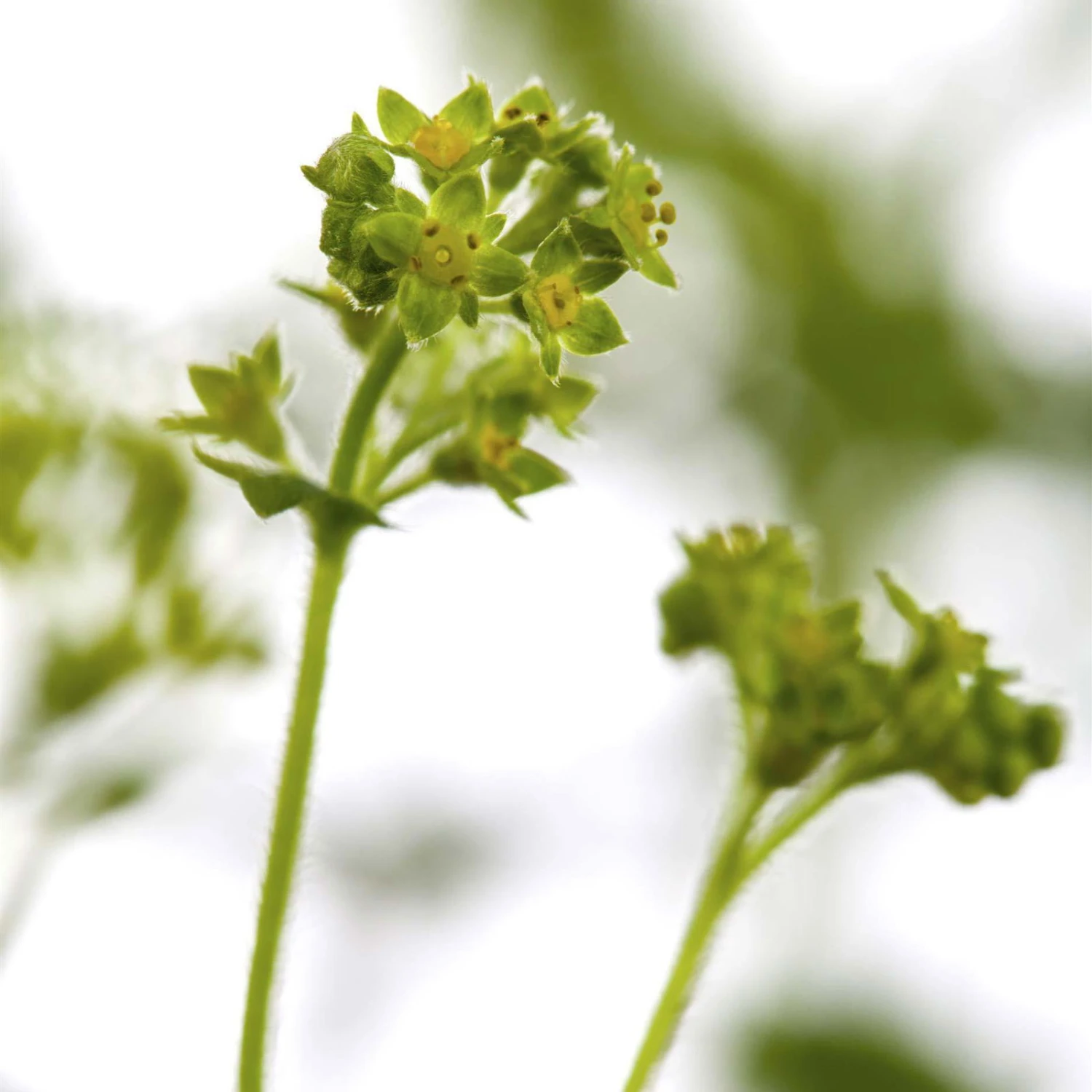 Bio Zwerg-Frauenmantel Grün-gelb, Topf-Ø 9 Cm, 3er-Set 4 Bio Zwerg-Frauenmantel Grün-gelb, Topf-Ø 9 Cm, 3er-Set – Bild 2