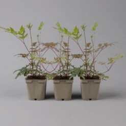 Bio Prachtspiere Rot, Topf-Ø 11 Cm, 3er-Set -Lechij Verkaufe 0319100263 astilbe arendsii rot 1 125667