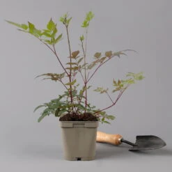 Bio Prachtspiere Rot, Topf-Ø 11 Cm, 3er-Set -Lechij Verkaufe 0319100263 astilbe arendsii rot 125668