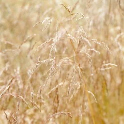 Bio Rasen-Schmiele, Topf-Ø 11 Cm, 3er-Set -Lechij Verkaufe 0319100300 Deschampsia cespitosa 83083