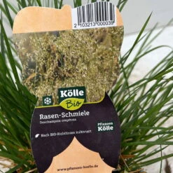 Bio Rasen-Schmiele, Topf-Ø 11 Cm, 3er-Set -Lechij Verkaufe 0319100300 deschampsia cespitosa 4 124995