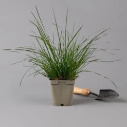 Bio Rasen-Schmiele, Topf-Ø 11 Cm, 3er-Set -Lechij Verkaufe 0319100300 deschampsia cespitosa2 125686
