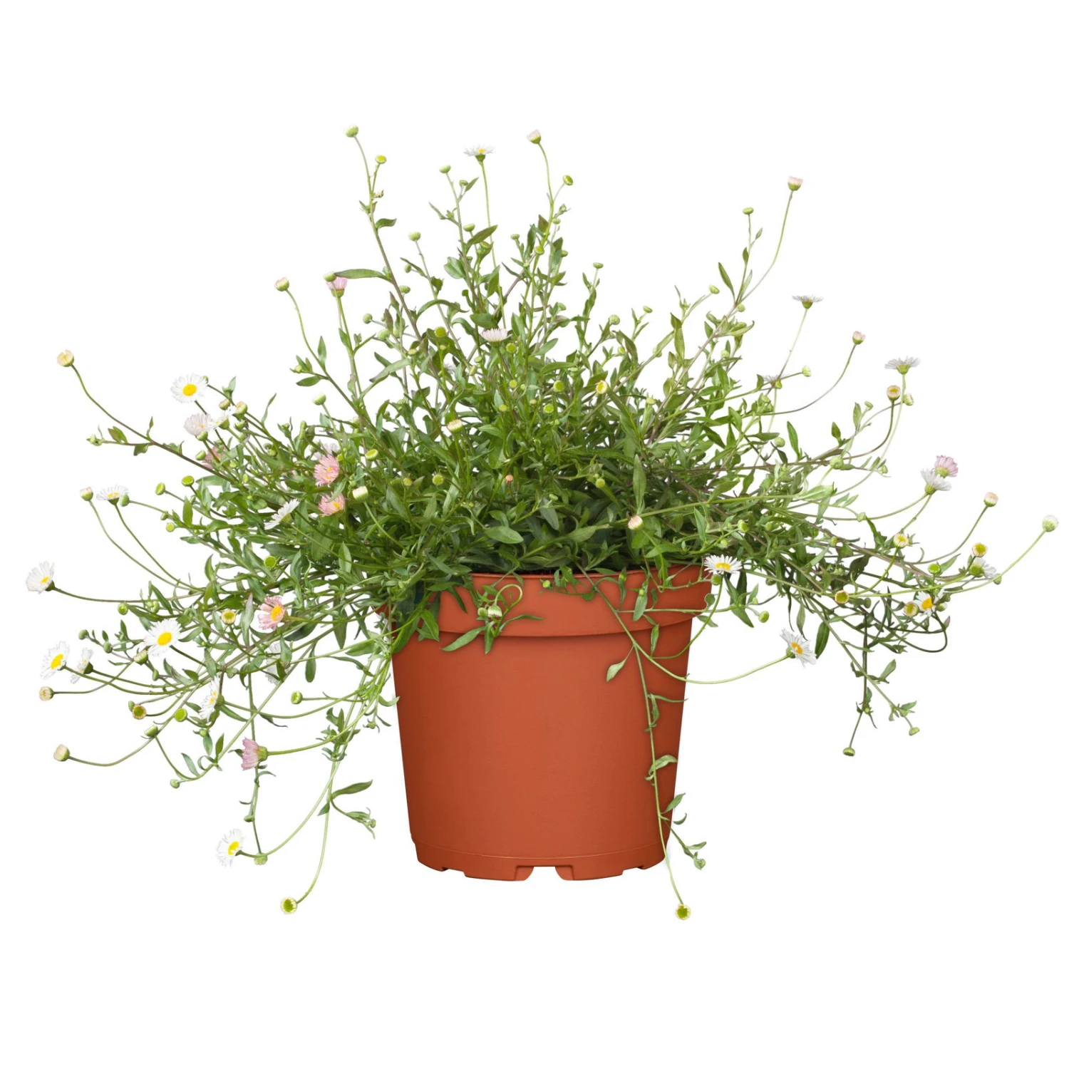 Bio Spanisches Gänseblümchen 'Blütenmeer' Weiß, Topf-Ø 11 Cm, 3er-Set 4 Bio Spanisches Gänseblümchen 'Blütenmeer' Weiß, Topf-Ø 11 Cm, 3er-Set – Bild 2